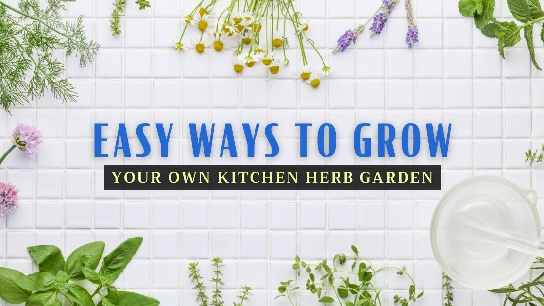 How To Grow A Kitchen Herb Garden The Topcoins